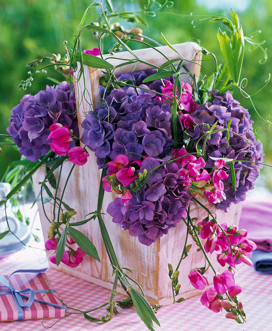 Hydrangea (Hortensien, blau), Lathyrus (Duftwicken) in Korb