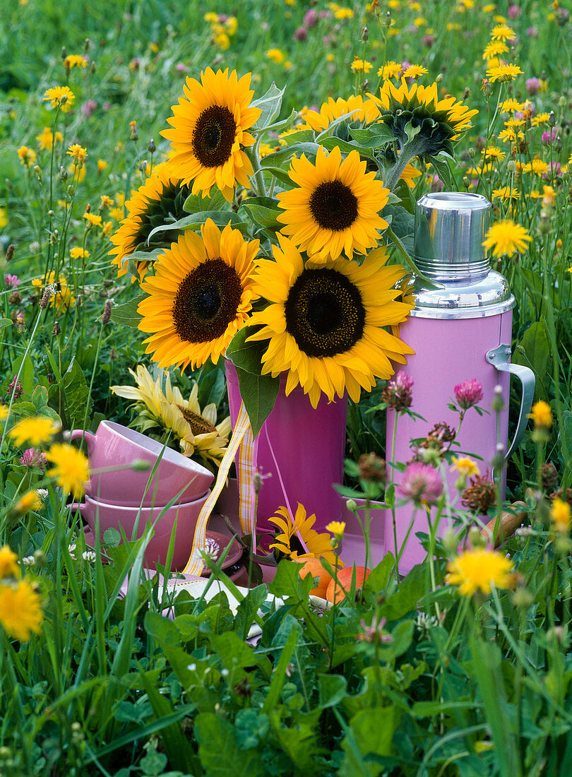 Strauß aus Helianthus annuus (Sonnenblumen) auf Tablett auf der Wiese