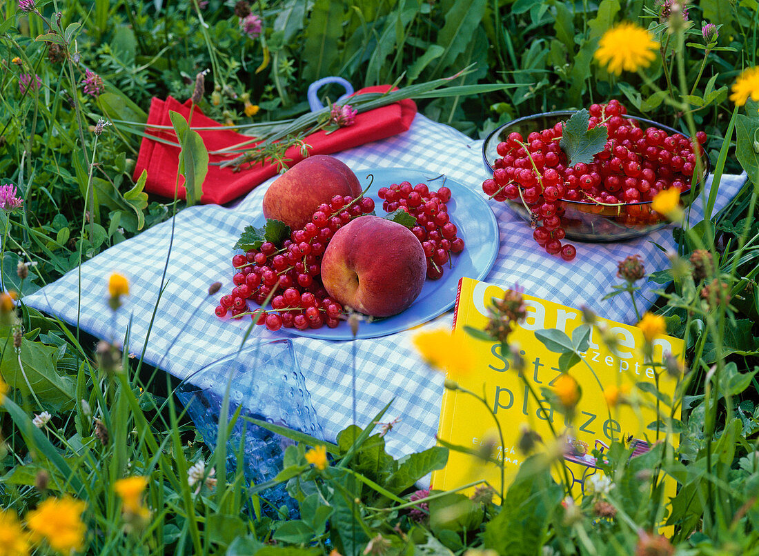 Ribes (Johannisbeeren), Prunus (Pfirsiche)