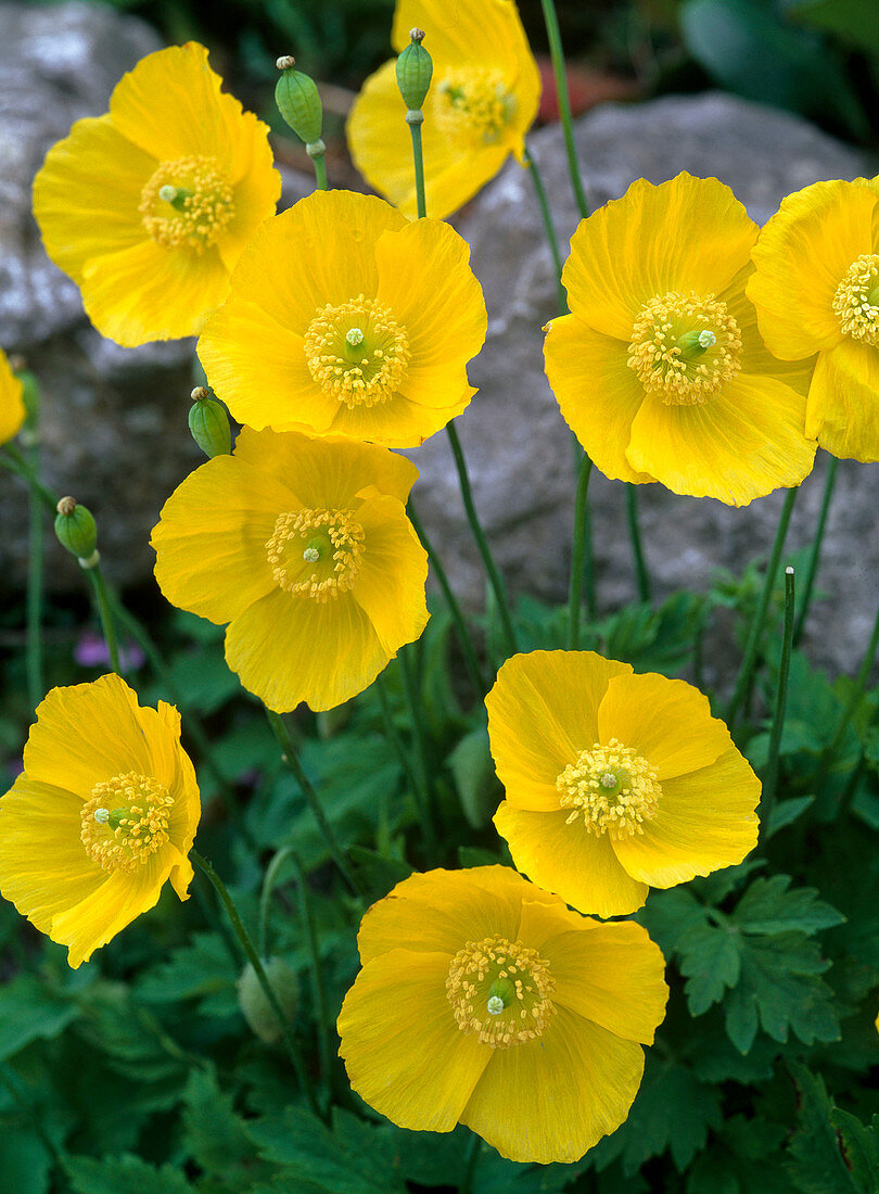 Meconopsis cambrica (Yellow poppy)