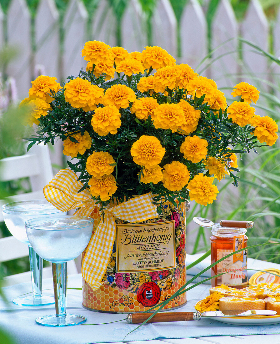 Tagetes patula (marigold) in empty honey box