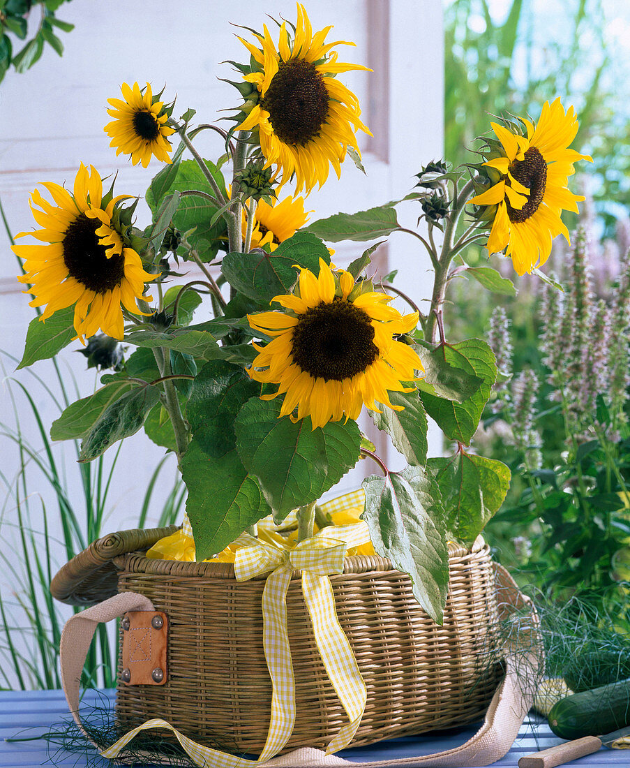 Helianthus 'Mezzulah' (Sonnenblumen) in Picknickkorb