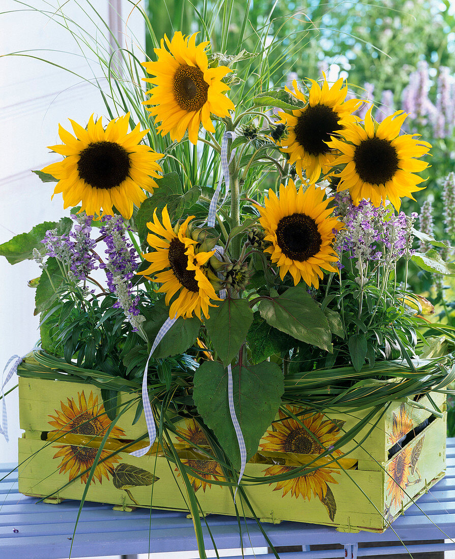 Helianthus 'Mezzulah', 'Pacino Gold' (sunflower), Salvia