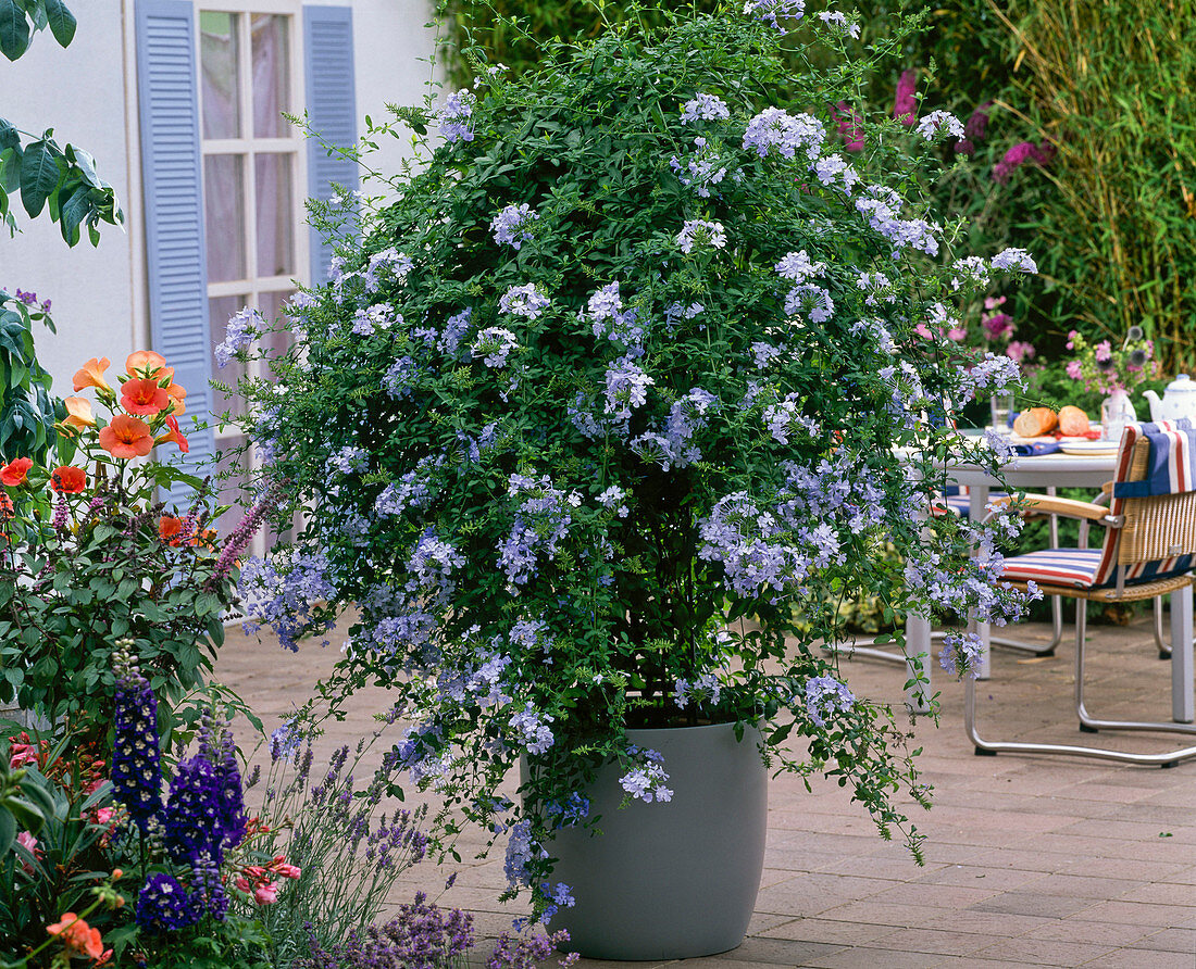 Plumbago auriculata in gray tub