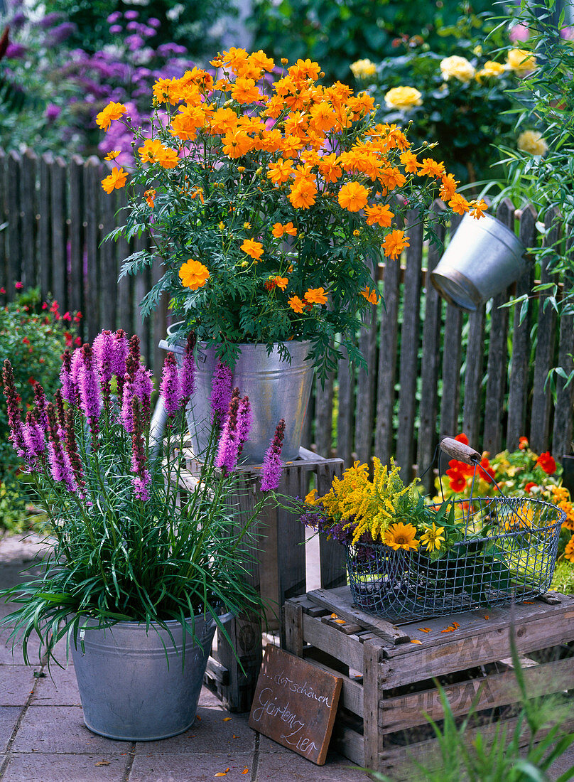 Cosmos sulphureus (orange ornamental basket), Liatris (ornamental cardoon)