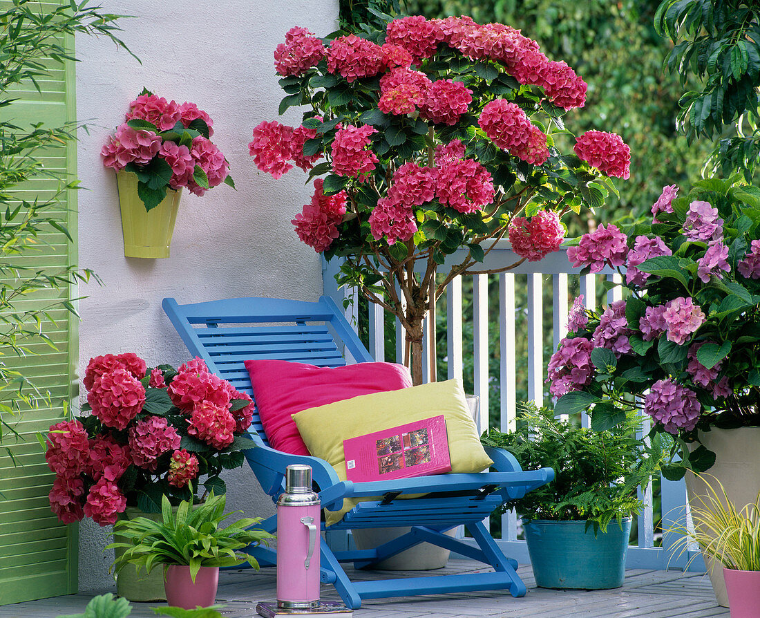 Schattenbalkon mit Hydrangea (Hortensien)