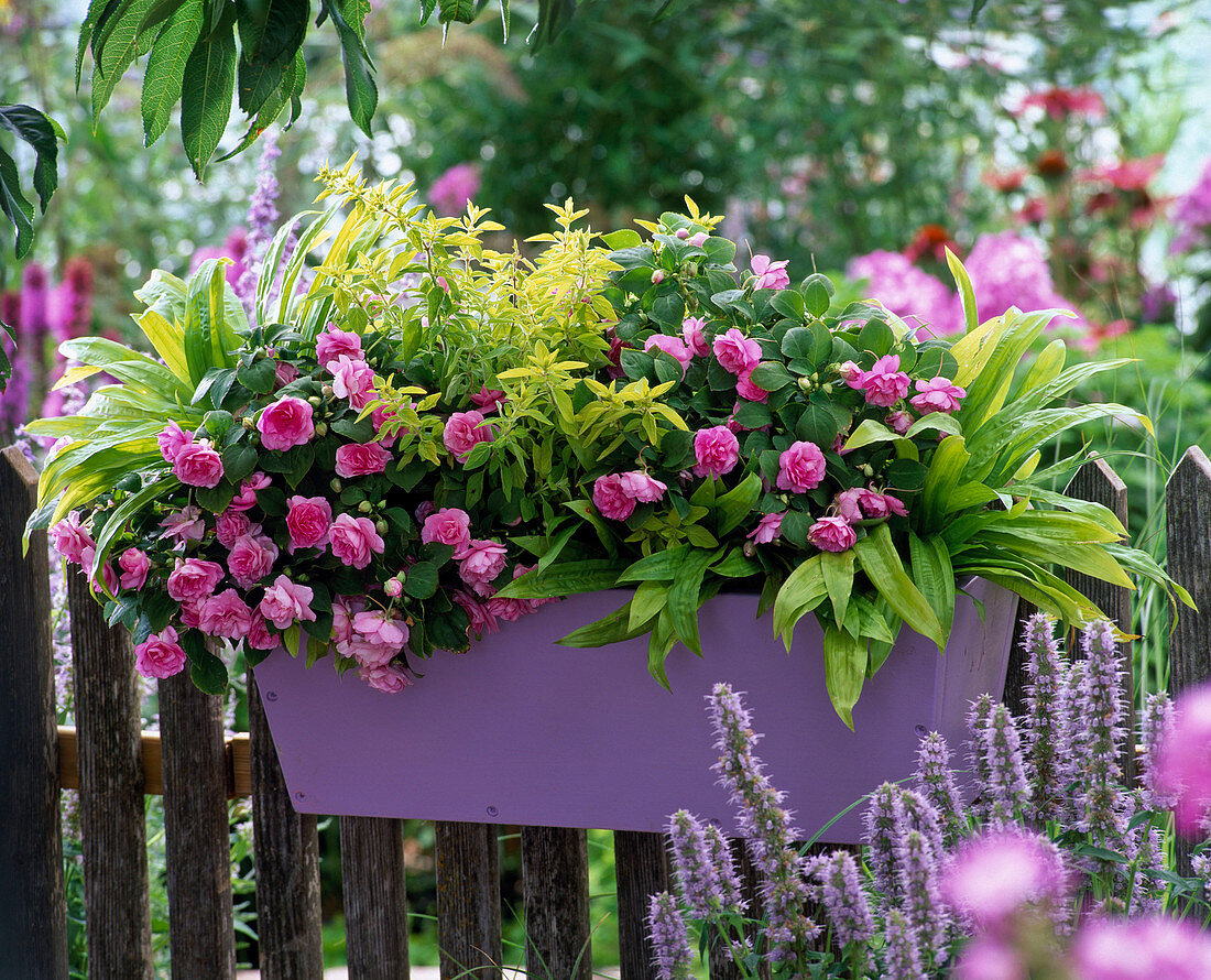 Shadow box, Impatiens walleriana