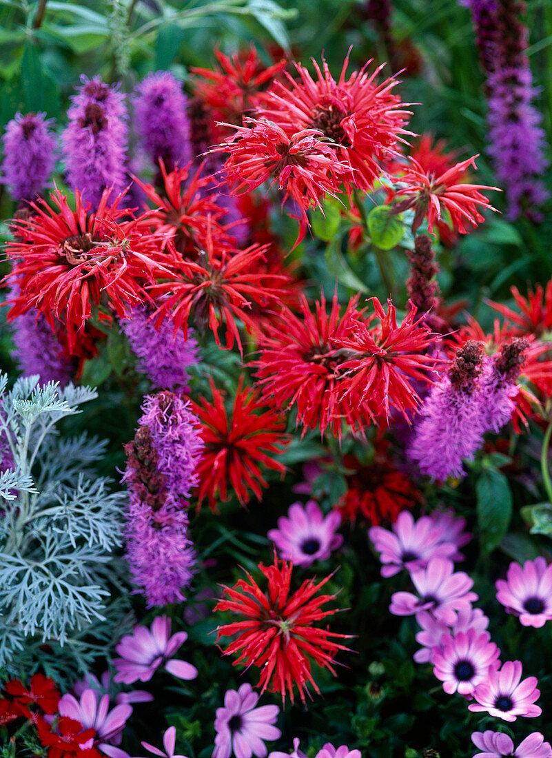 Monarda fistulosa 'Prairie Burn' (Indian Nettle)