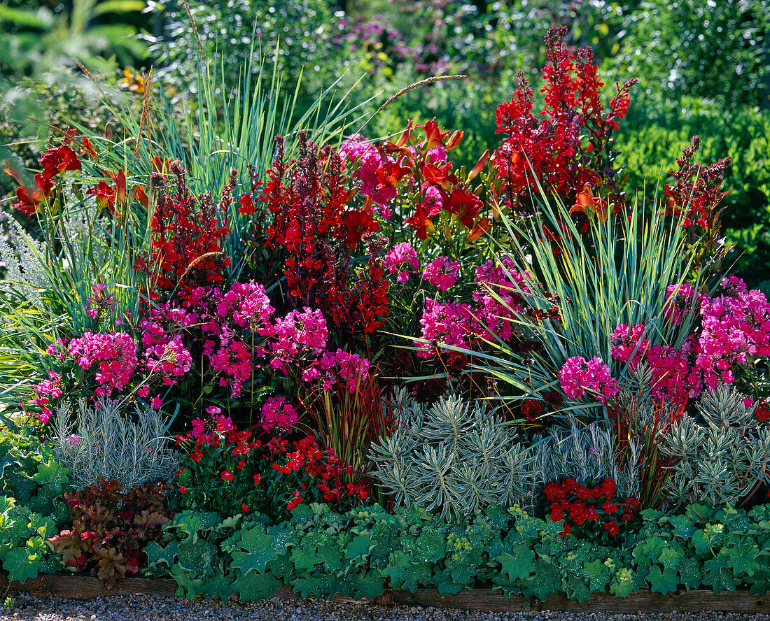 Red-pink bed with Lobelia speciosus Fan 'Scarlet' (Upright Male Trefoil)