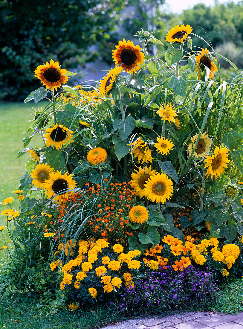 Yellow summer flower bed: Helianthus annuus (sunflowers)