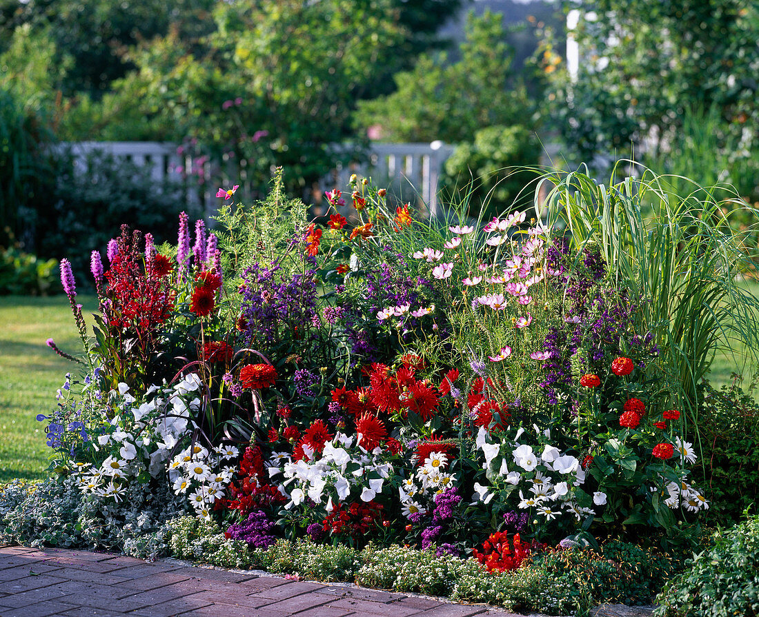 Colourful border with summer flowers and perennials: Lobelia Kompliment Mix