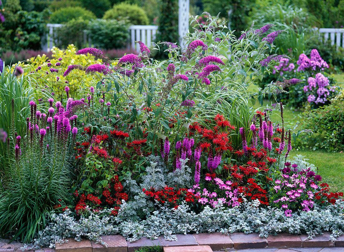 Red-purple border: Monarda fistulosa 'Prairie Burn' (Indian Nettle)