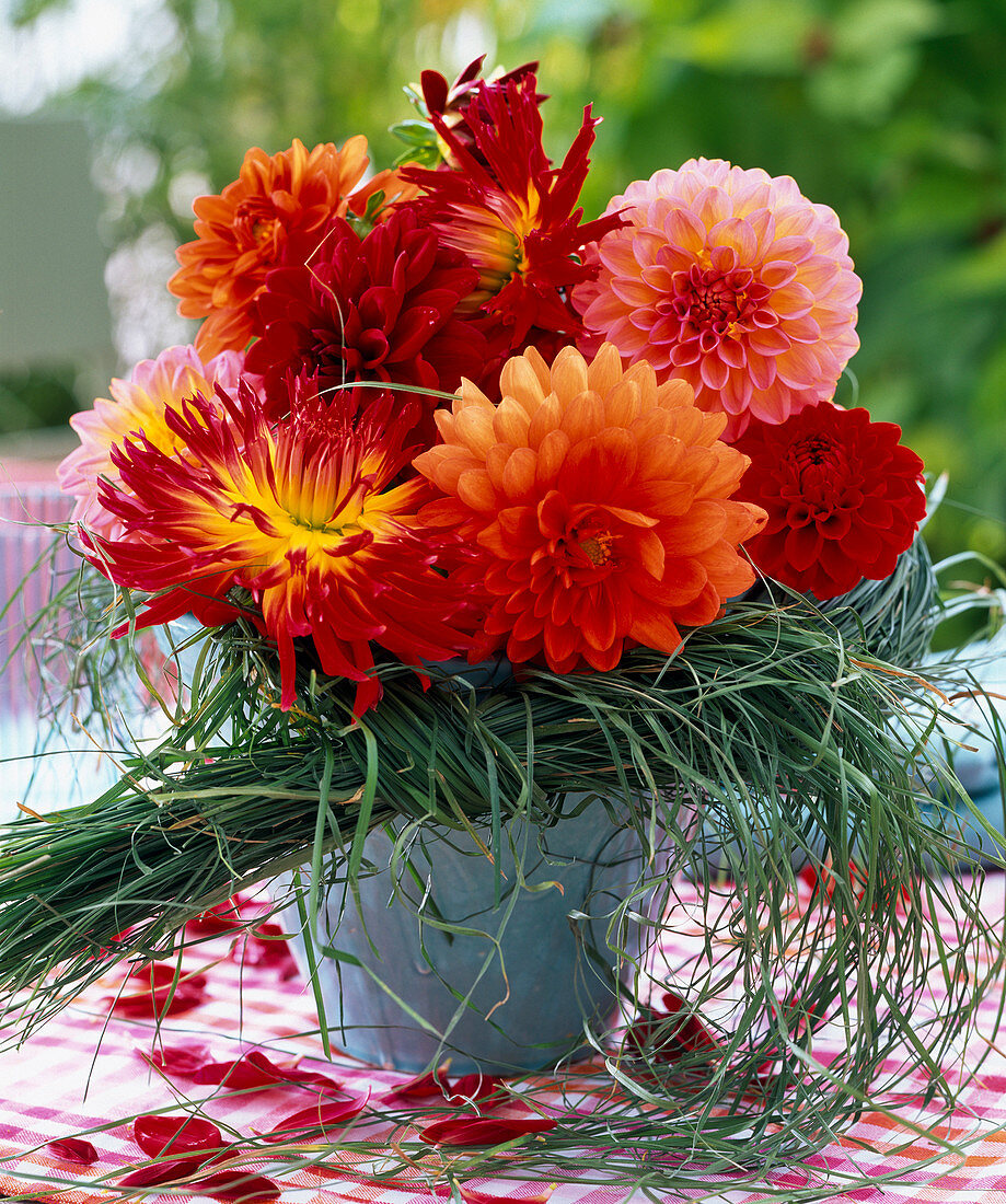 Bouquet of various Dahlia (dahlias) with cuff of grasses