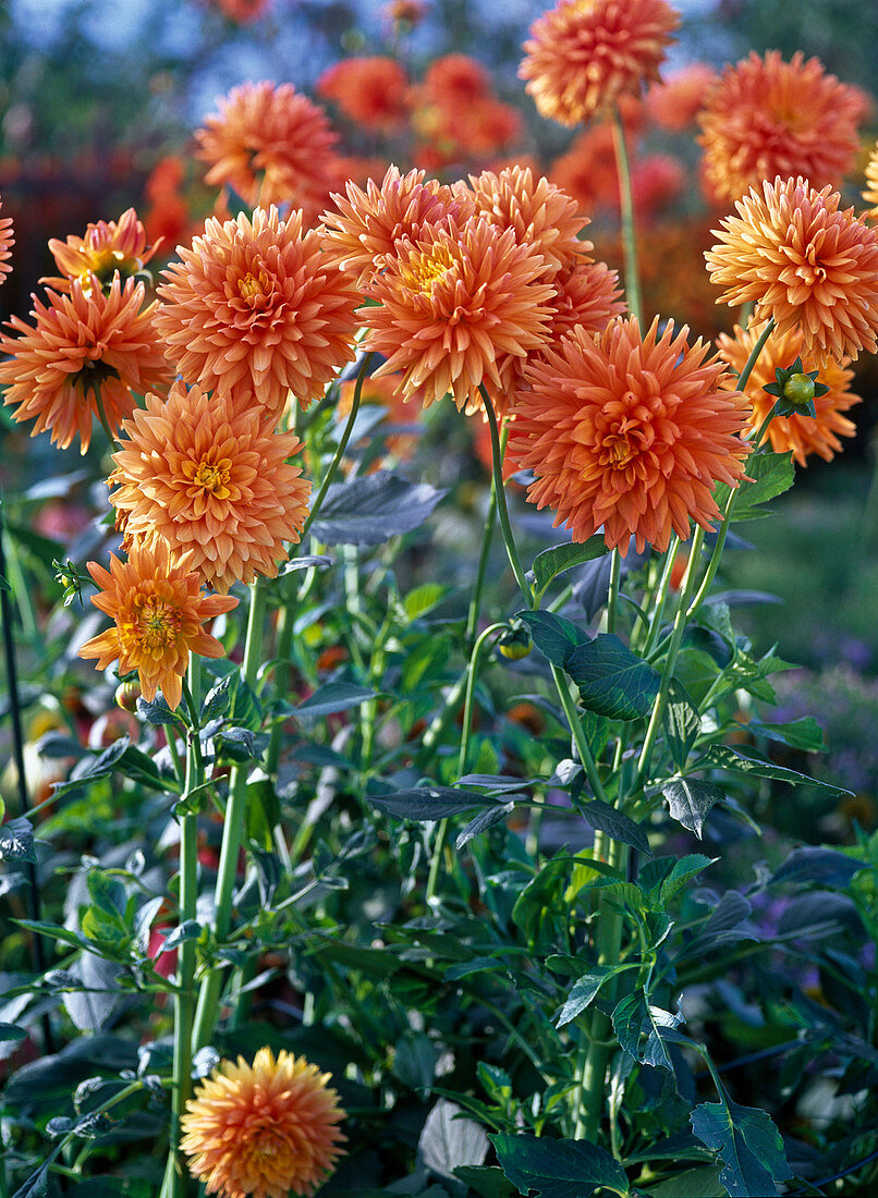 Dahlia 'Renato Tozio' (dekorative Dahlie), orange Blüten