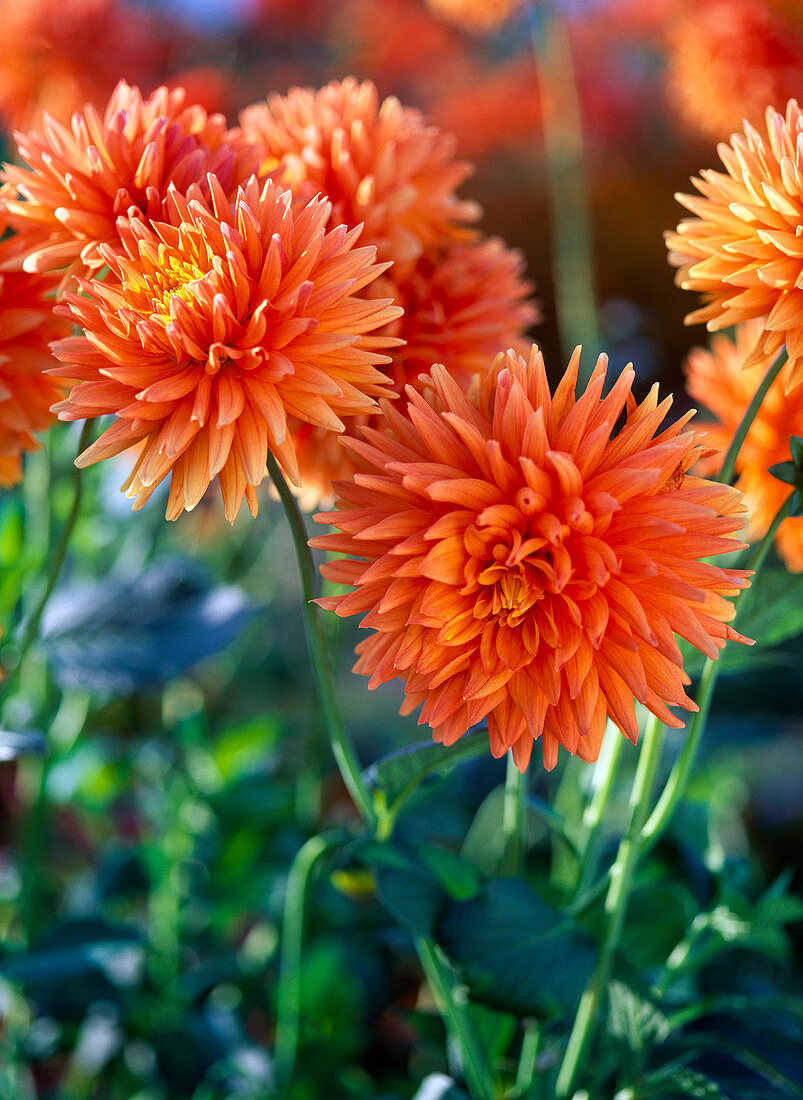 Dahlia 'Renato Tozio' (Dekorative Dahlie), orange Blüten
