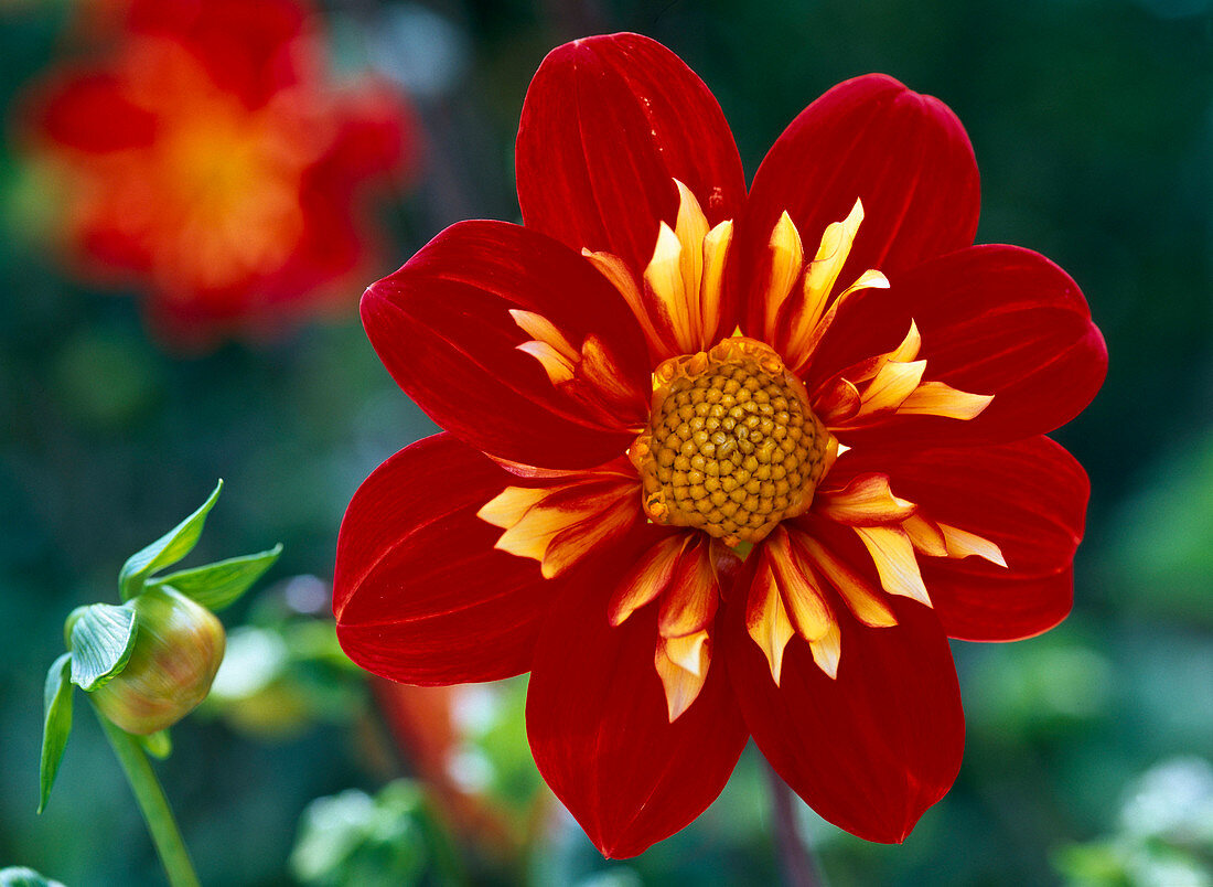 Dahlia 'Pooh' (Halskrausen-Dahlie)