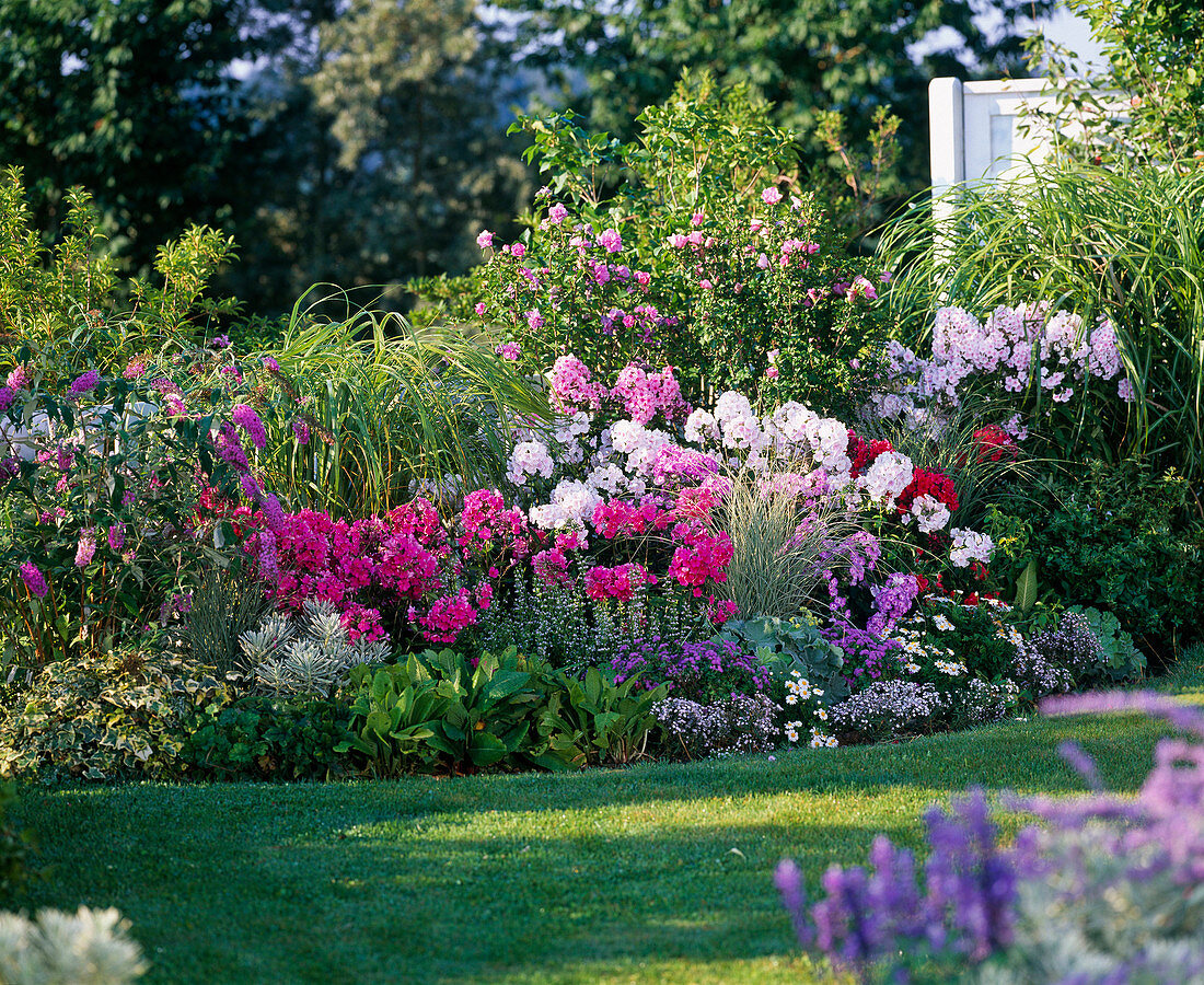 Fragrant bed with phlox (flame flowers), buddleja (summer lilac)