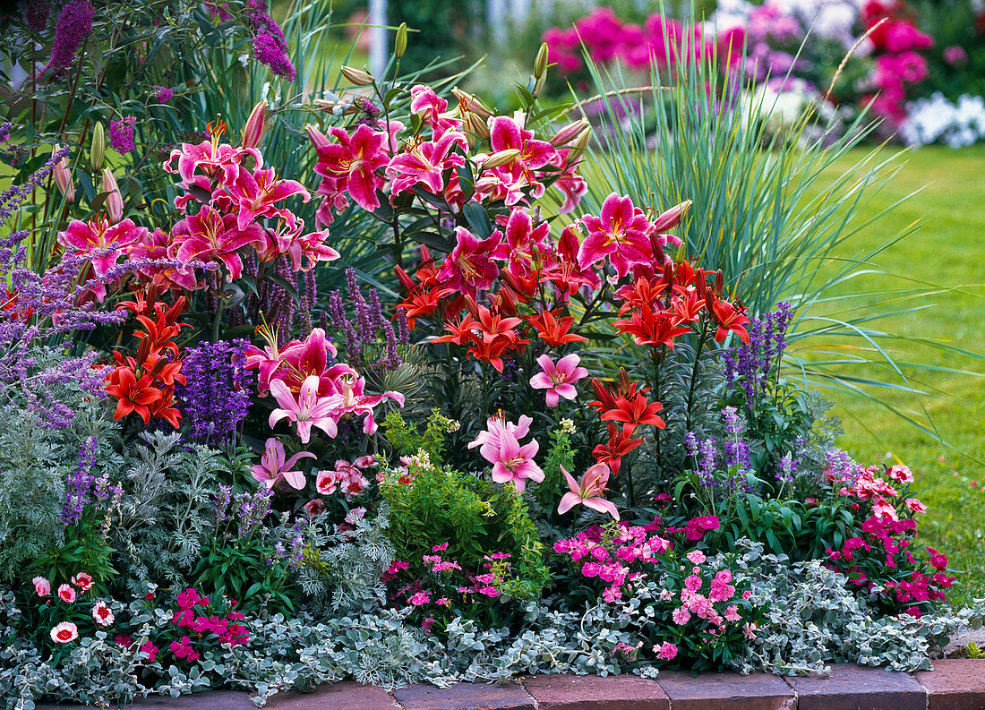 Lily bed with Lilium asiaticum 'Stargazer' 'Red Dwarf' 'Chianti'