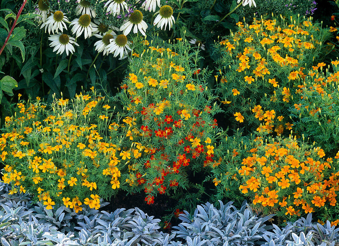 Tagetes tenuifolia 'Starfire Mix' (small marigolds)