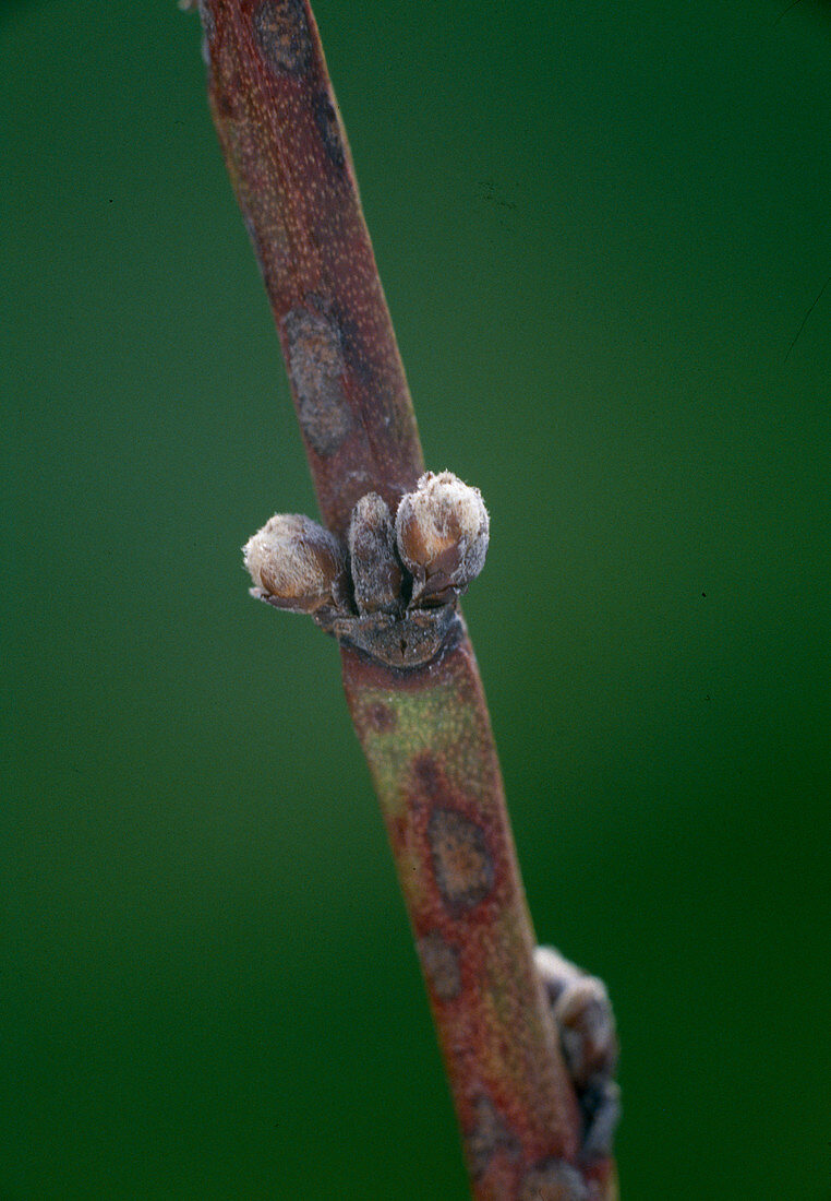 Prunus persica (Peach), branch with buds, close up