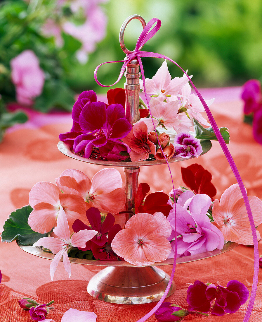 Blossoms of various pelargonium on silver etagere, ribbon