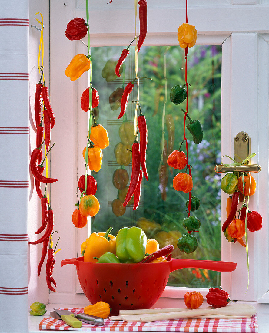 Various capsicum hung in ribbons in the window