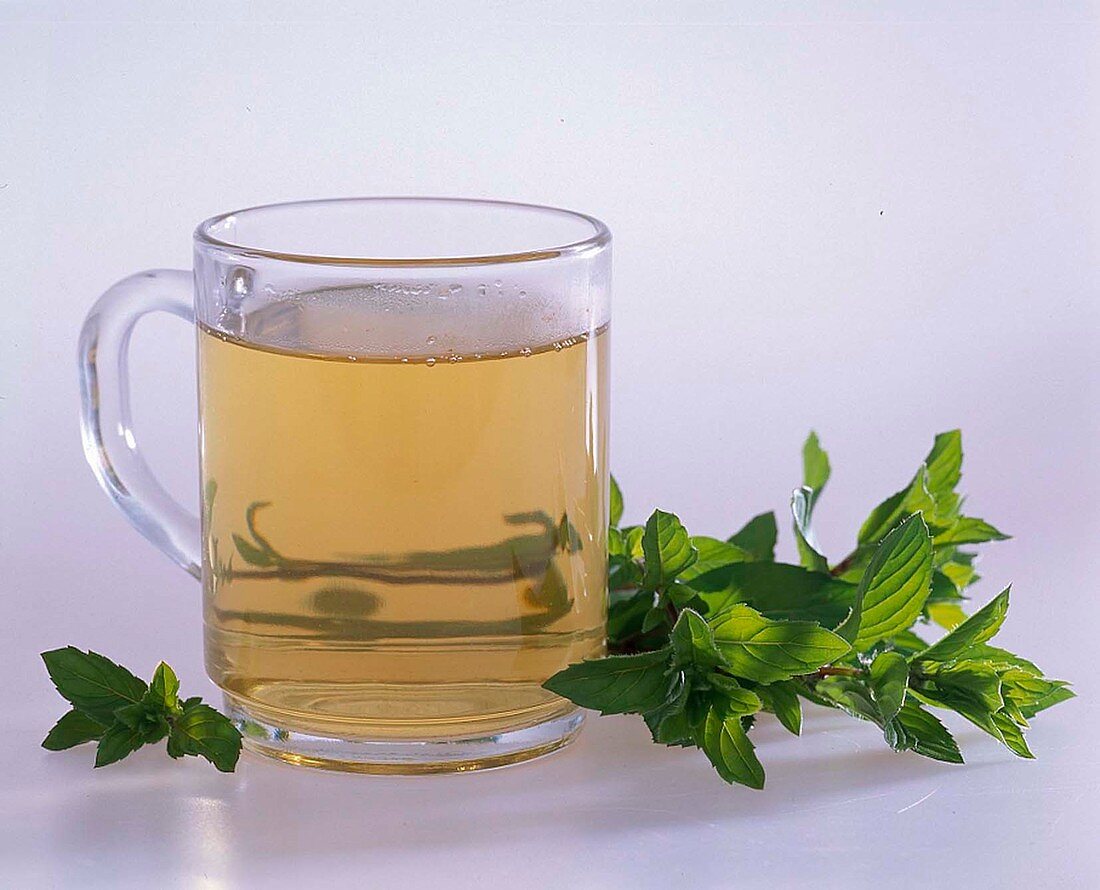 Mentha (mint), twigs and tea in a glass jug as a free-standing container