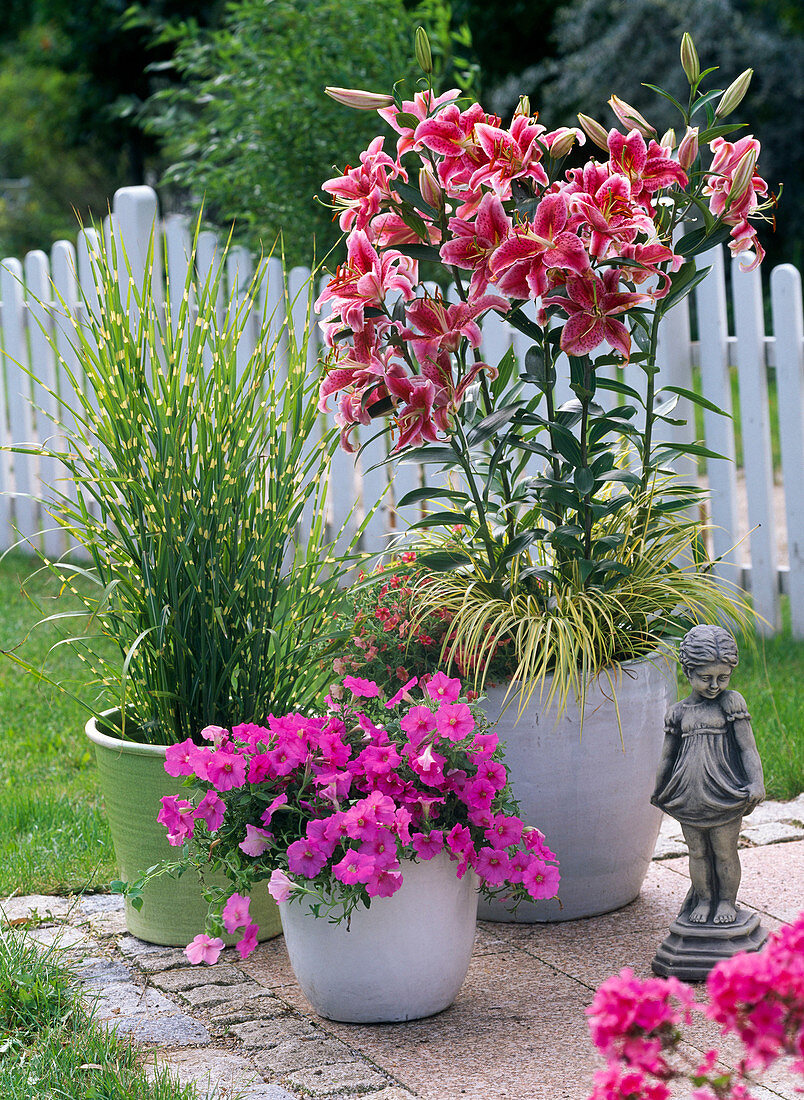 Lilium 'Stargazer' (Lilien), unterpflanzt mit Acorus 'Ogon'