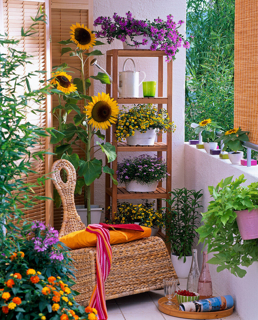 Helianthus (Sunflowers), Scaevola (Fanflower)