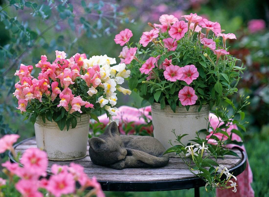 Petunia Sweet Pleasure 'Painted Pink' (Petunia)