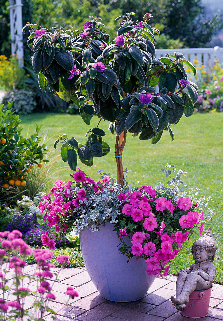 Tibouchina urvilleana (princess flower)