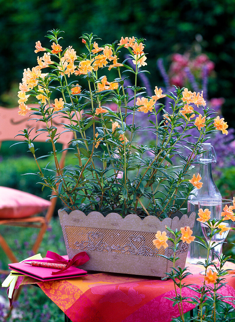 Mimulus aurantiacus 'Orange' (Shrubby Juggler flower)