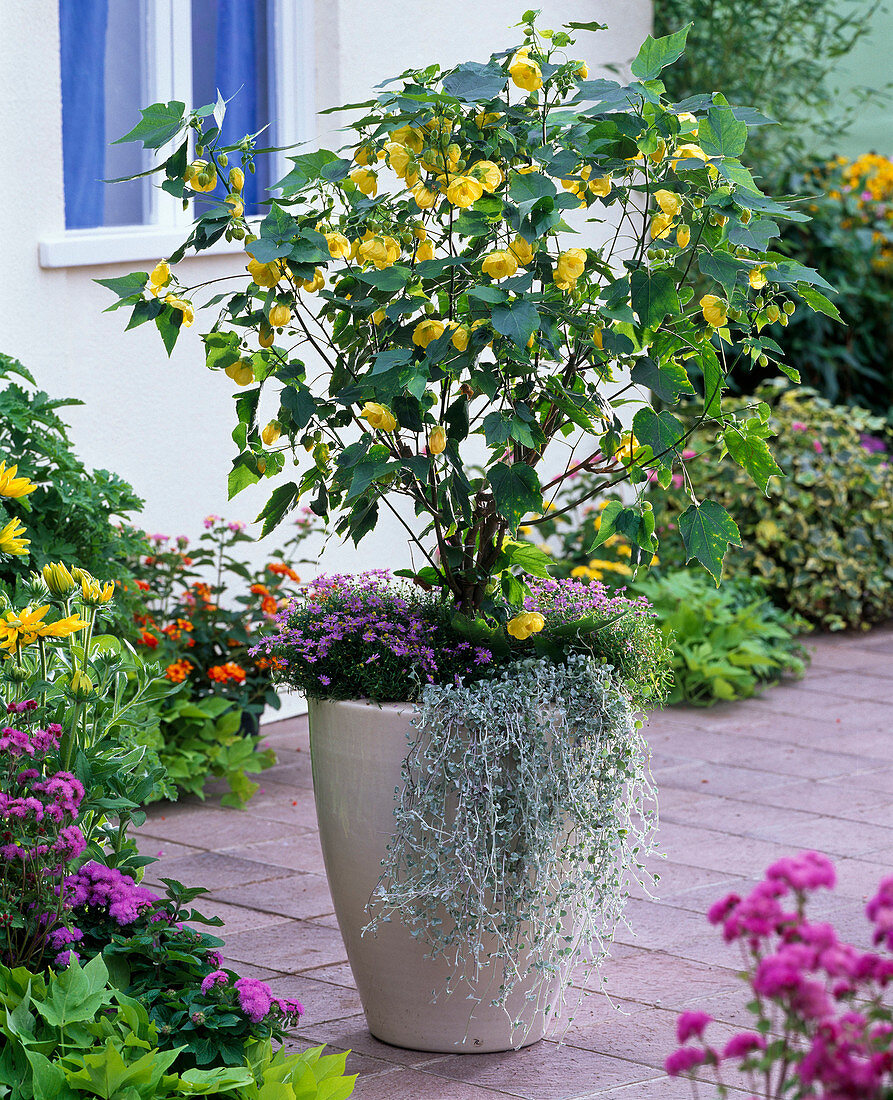 Abutilon (Mallow) underplanted with Dichondra 'Silver Falls'.