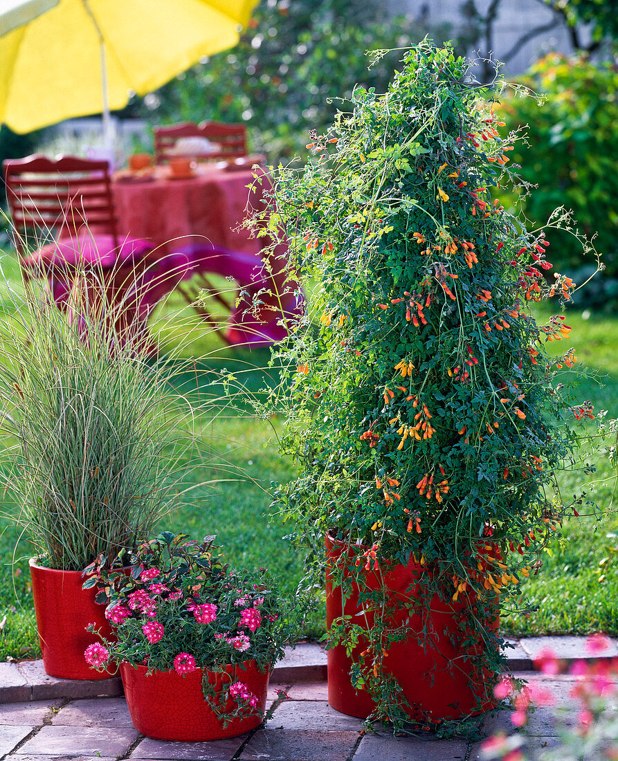 Eccremocarpus scaber (beautiful tendril), verbena (verbena)