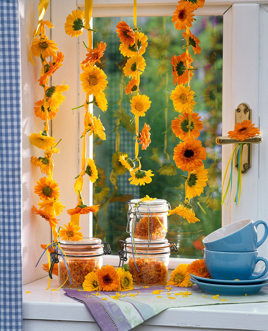 Calendula (Ringelblume), aufgefädelte Blüten am Fenster hängend, Gläser