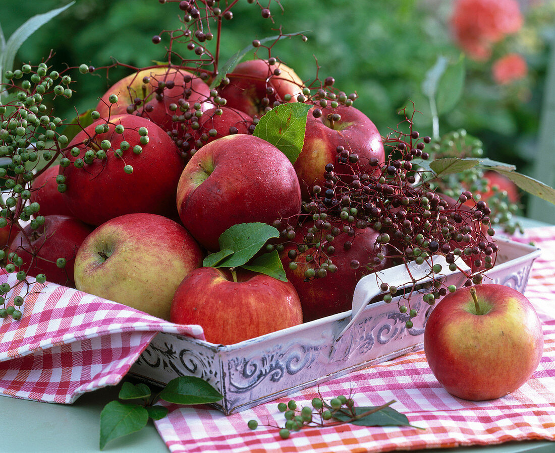 Malus (apple), sambucus (elderberry) on tray, kitchen towel