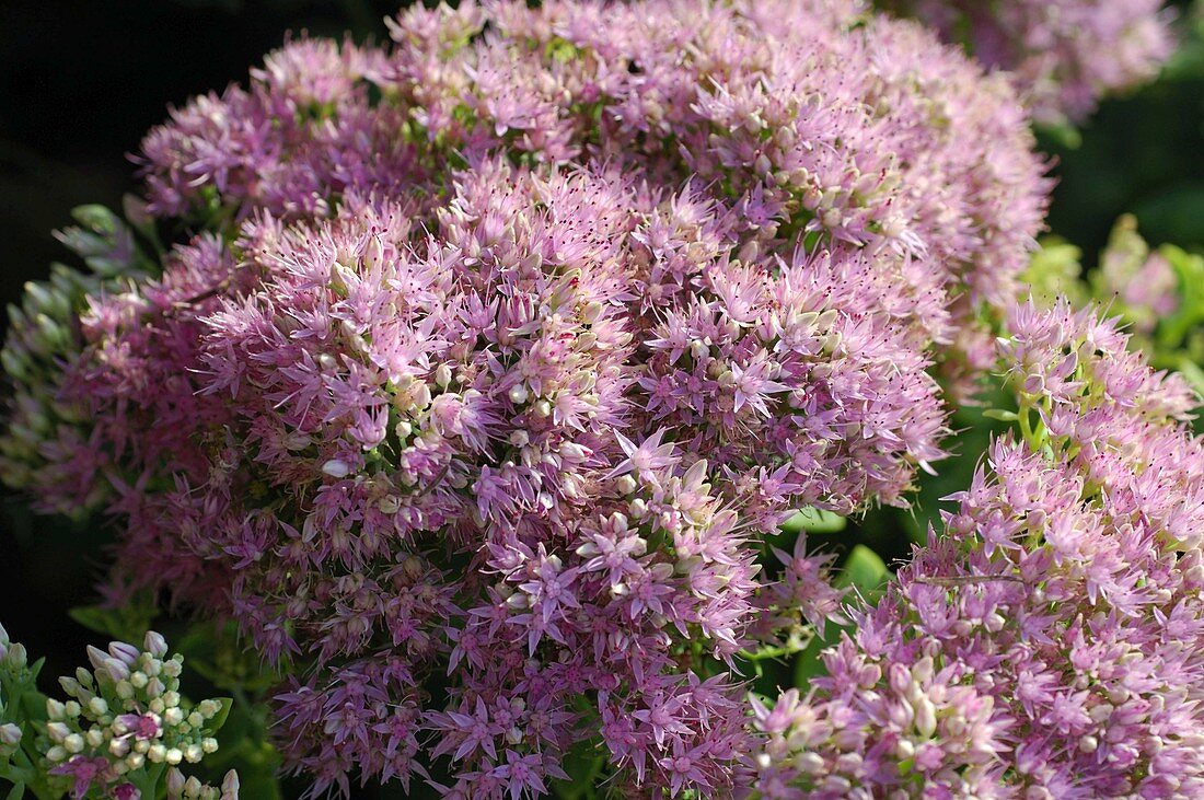 Sedum spectabile (Fetthenne)