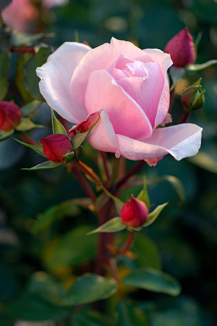 Rosa 'La Nina' (Edelrose) von Meilland