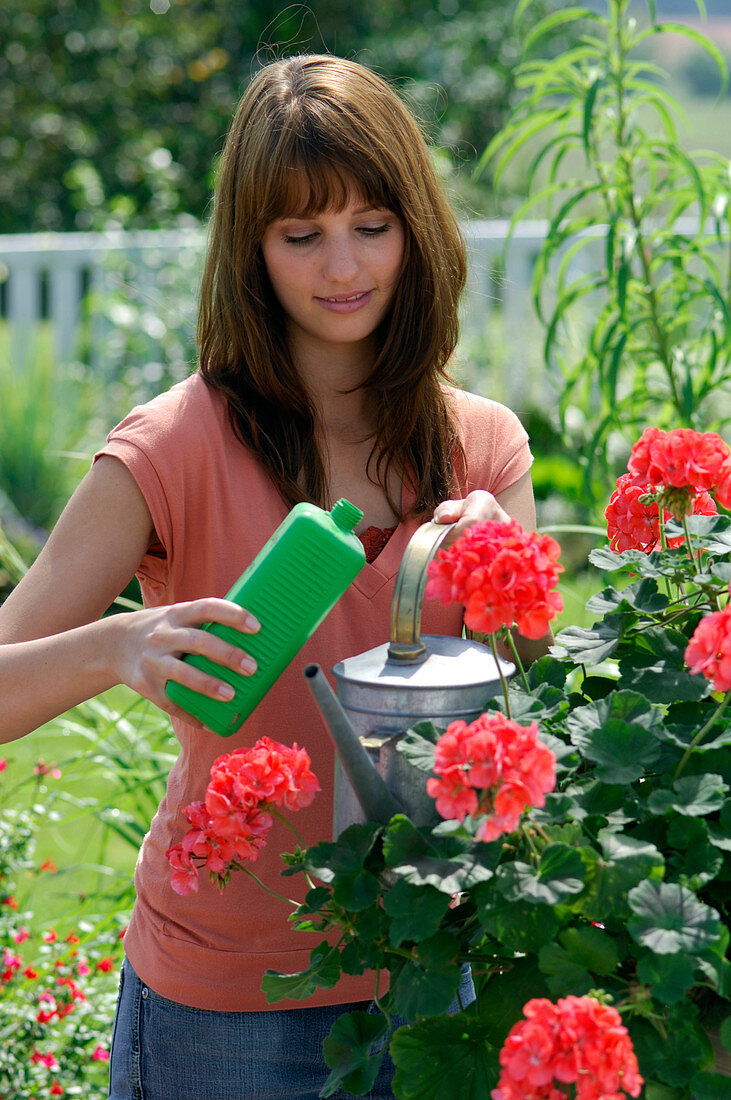 Frau düngt Pelargonium zonale (Stehende Geranie)