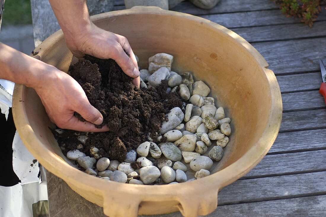 Planting a bowl with sedum (2/4)