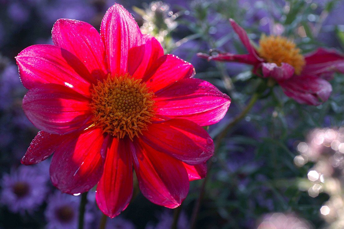 Macro of simple Dahlia (dahlia)