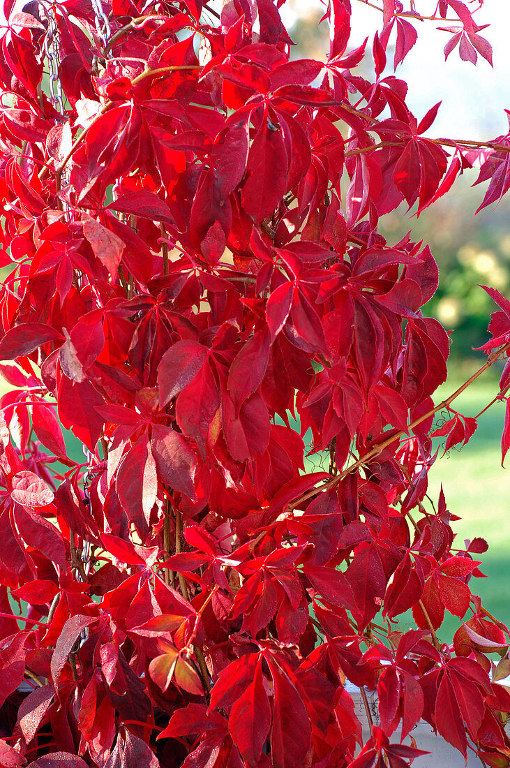 Parthenocissus quinquefolia (Wild Vine) in autumn colour