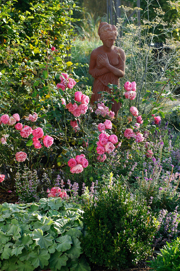 Rosa 'Leonardo da Vinci' (nostalgic rose), repeat flowering