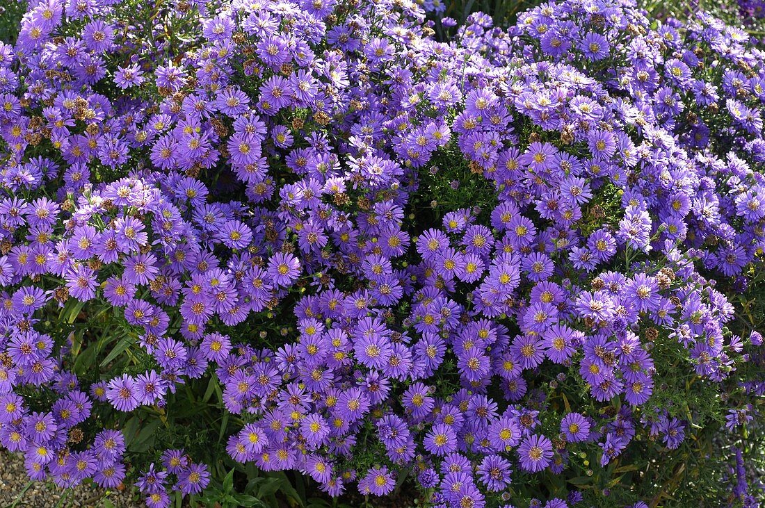 Aster dumosus 'Sapphire' (Cushion aster)