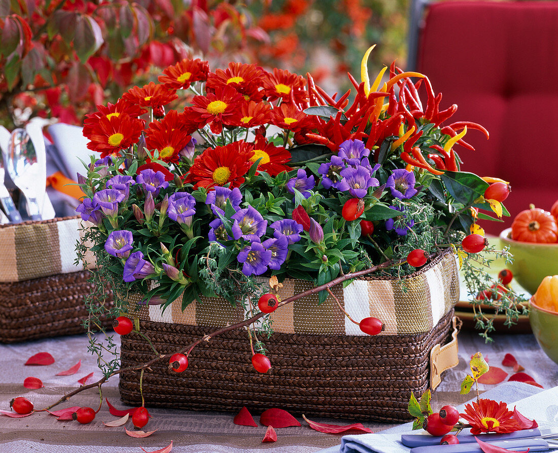 Chrysanthemum (Herbstchrysantheme), Capsicum 'Medusa'