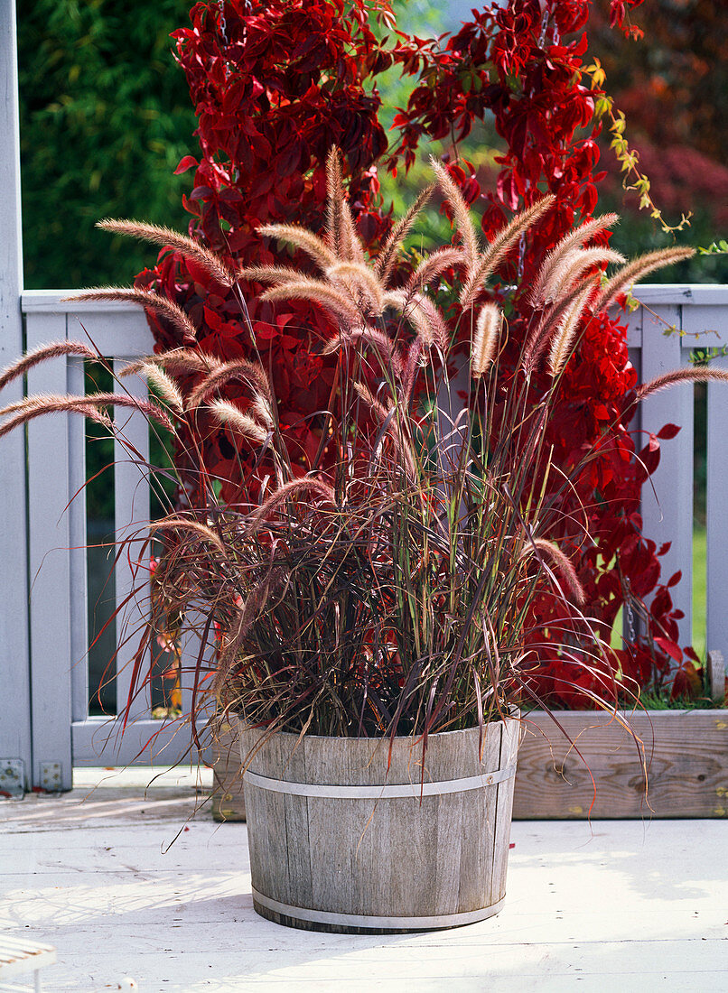 Pennisetum setaceum 'Rubrum' (rotes Federborstengras)