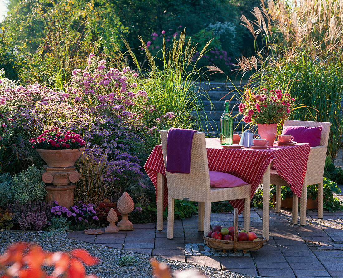 Seating area in front of flowering bed with aster (white wood aster)