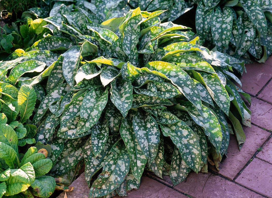 Pulmonaria 'Trevi Fountains' (Lungenkraut)