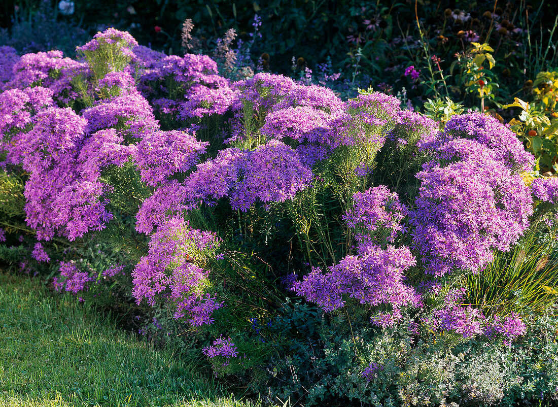 Aster sedifolius (Knotweed)