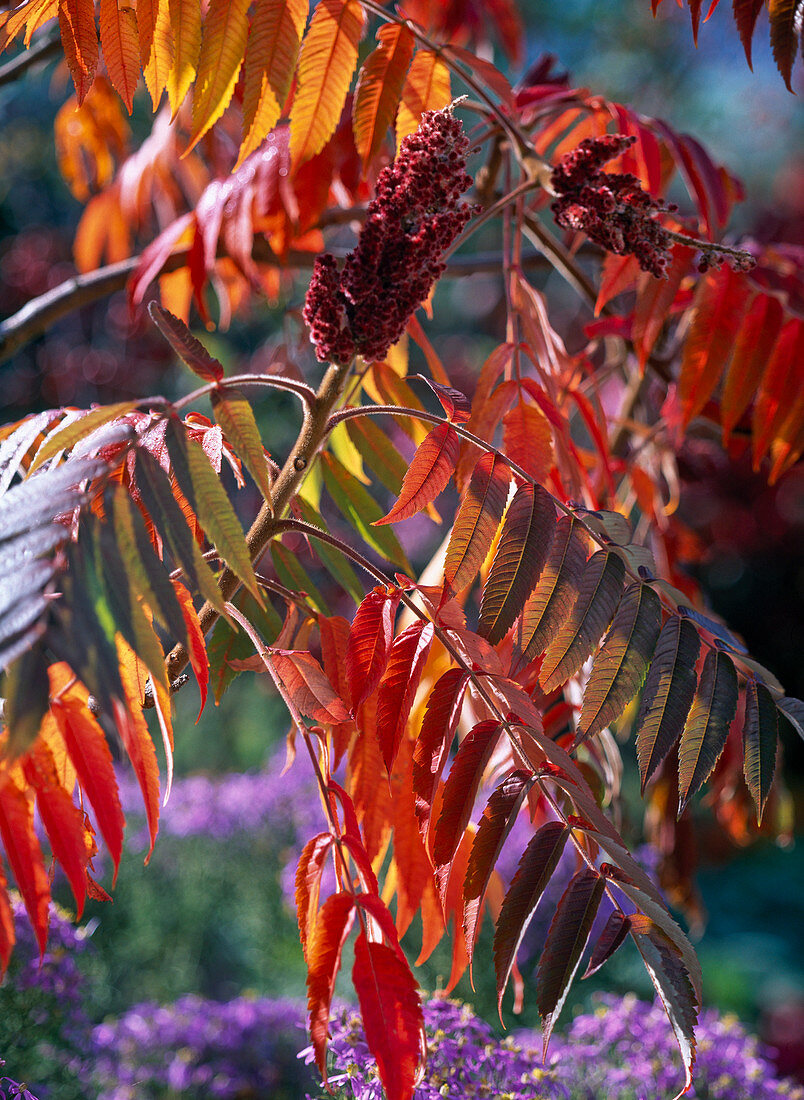 Red autumn leaves of Rhus typhina (vinegar tree)
